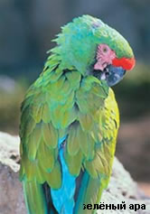 Зеленый ара из-за своей "защитной" окраски получил название "военный". На фото: большой зеленый ара