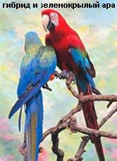 Слева - гибрид сине-желтого и красно-синего ара, справа - ара зеленокрылый