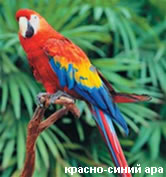 Красно-синий ара