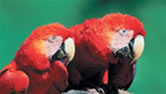 Красно-синий ара