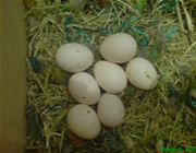Яйца в гнезде, кладка попугаев - неразлучнико