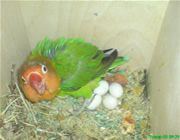 Самка попугая неразлучника Фишера в гнезде