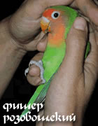 Гибрид попугая неразлучника (фишер + розовощёкий)