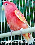 Розовощёкий попугай неразлучник