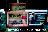Парочка серых рисовок и группа японских и зебровых амадин на Калитниковском (птичьем) рынке в Москве.