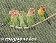 Попугаи - неразлучники: Розовощекий, Фишера (Agapornis)