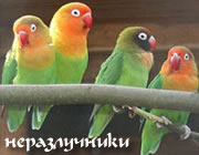 Попугаи - неразлучники: Фишера, Клубничноголовый, Чернощекий (Agapornis)