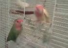 Первый полёт самки  попугая розовощёкого неразлучника (попугаи Георгия)