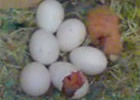 Вылупление птенца неразлучника Фишера из яйца (Попугаи Галчонка)
