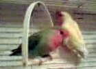 Розовощёкие неразлучники на качелях (попугаи Георгия)