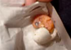 Вылупление птенца розовощёкого неразлучника из яйца